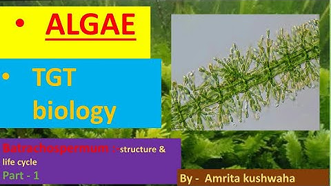 TGT biology , batrachospermum ,thallus structure