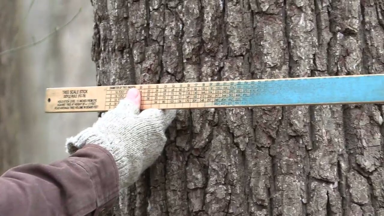 Assessing a Tree's Value