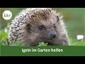 Igel im Garten: So helfen sie ihm
