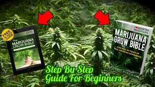 HOW TO GROW CANNABIS FOR BEGINNERS !!