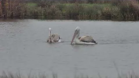 2 x  Kroeskoppelikaan  (Pelecanus crispus) foeragerend in het Zaans Rietveld in Alphen aan den Rijn