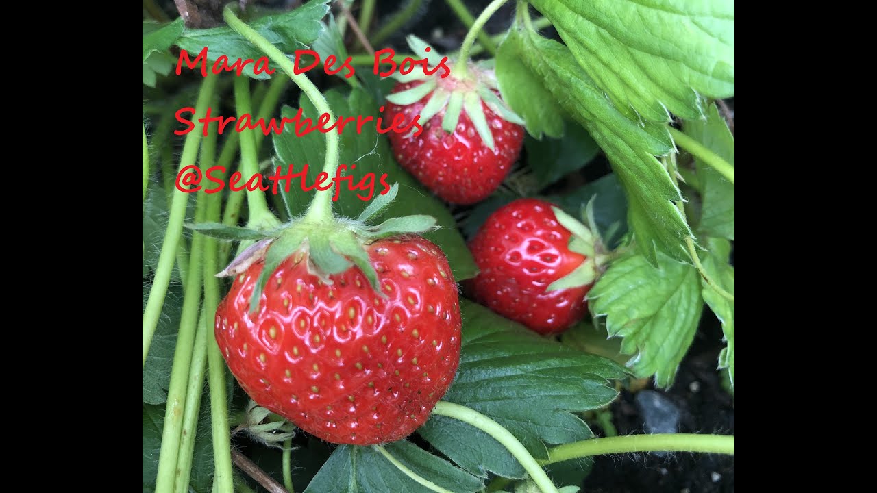 Mara des Bois Strawberries PNW Gardening YouTube