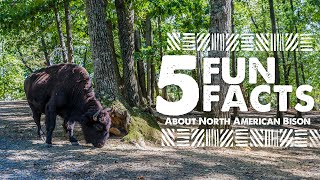 5 Fun Facts about Bison - Virginia Safari Park