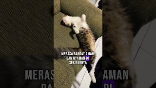 Aman Bangett🤞 - Fun Fact Kucing Part 31 ✨ #shorts