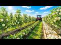 Industrial-Scale White Mulberry Cultivation Process |From Propagation to Harvesting White Mulberries