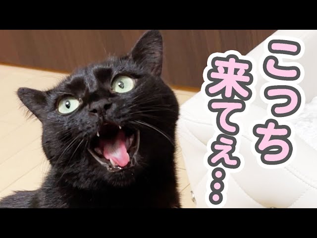 突然「こっち来てぇ…」と誘われたので、ついて行ったら… - YouTube