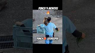 Happy Birthday Punch from the Zookeeper #shorts