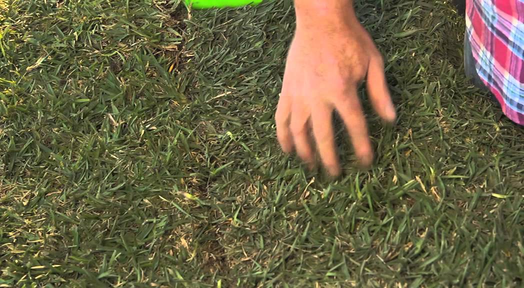 Lawn Grubs! Is Your Lawn Under Attack?