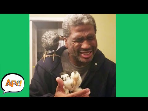 An EAR-PECKING Good Time! 😂 | Funny Fails | AFV 2021