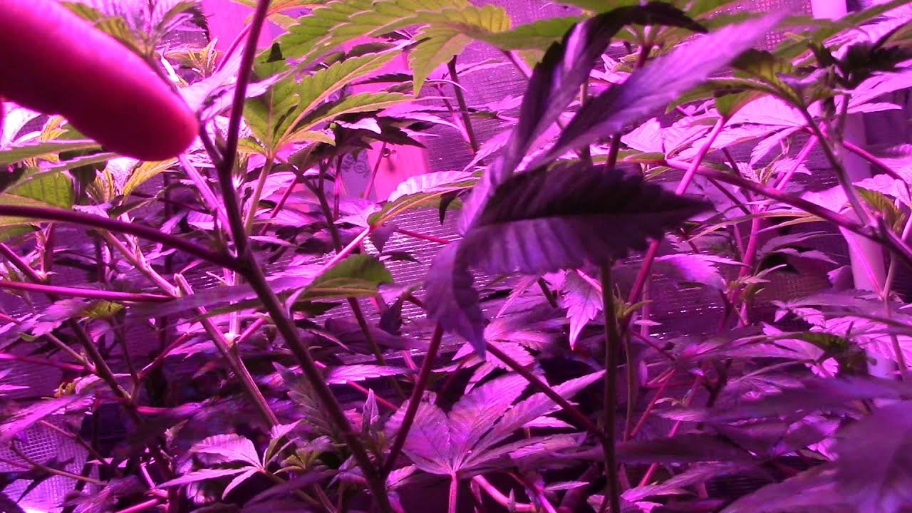 VEGGING KING KLONE CANDYLAND