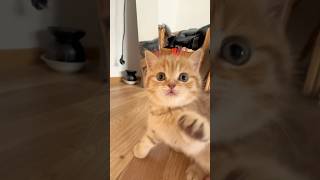 Рыженькое чудо начинает проявлять инстинкты хищницы #shorts #cat