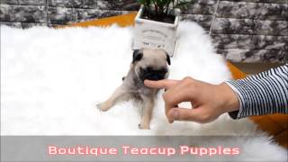 Match Highlights Adorable lil Bogart ~ Lil Bogie Mini Size Pug expecting 5 to 6 pounds full grown