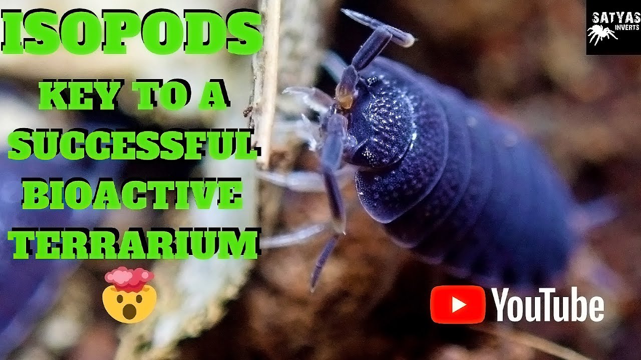 ISOPODS CARE TIPS AND INFORMATION YouTube