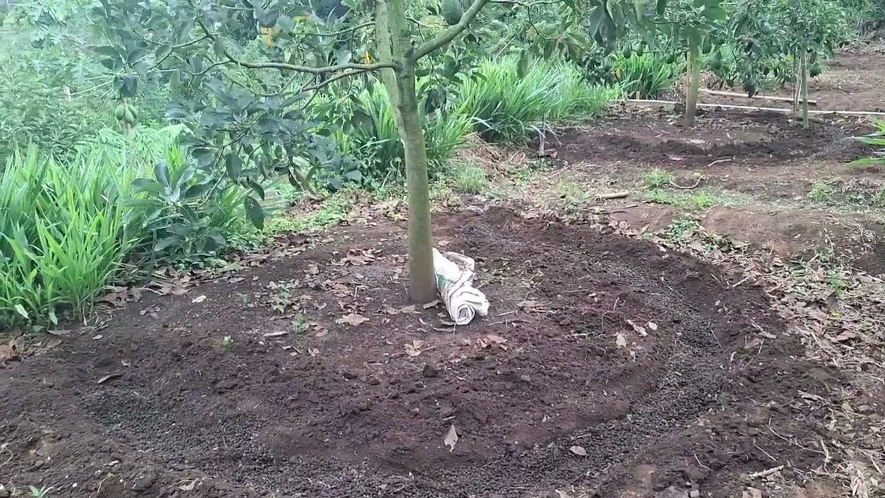 Cara menyuburkan pohon alpukat saat musim penghujan