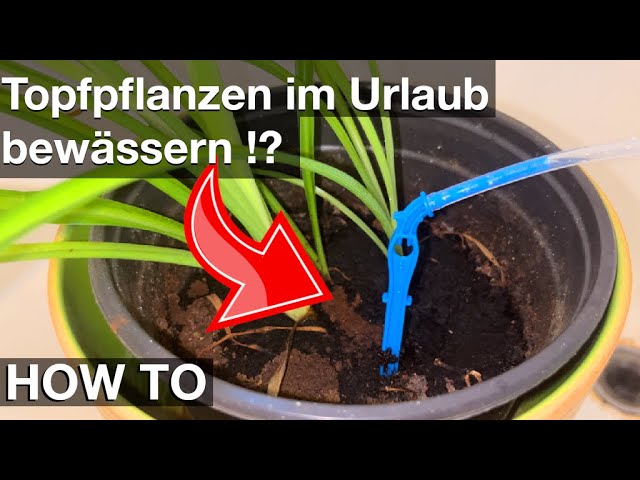 Topfpflanzen im Urlaub bewssern (so geht's)