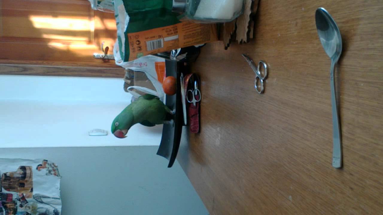 Psittacula Eupatria Nipalensis 20120202_013.mp4