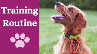 Dog training plan [exercises to improve your dog's behaviour] by Finn Paddy Dog Training 119 views 11 months ago 3 minutes, 6 seconds