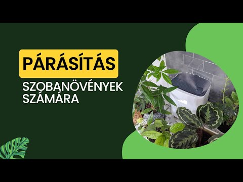 Szobanövények párásítása öt módszer, amit érdemes kipróbálni | Let's Leaf