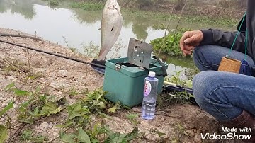 Điểm câu đẹp cá thác lác , trê vàng khủng không.