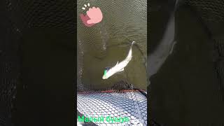 СУДАК МОСТР.#рыбалка #fishing #carpfishing #car #cartoon #судак