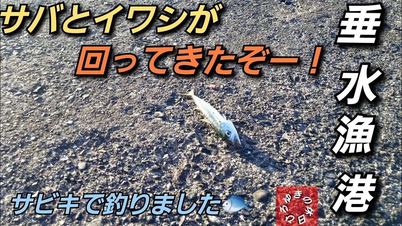垂水漁港で魚釣り サバやイワシが回ってきた！ Fishing at tarui fishing port Mackerel and ...