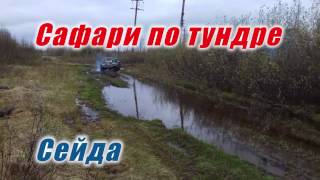 Сафари по тундре