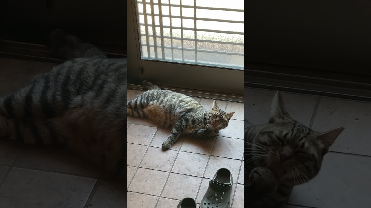 外に出たい猫トラジが玄関を陣取って必死ペロ毛繕い。背中をペロする所が最大の山場です！Door-blocking grooming session 🐾 Wait for the back-lick!