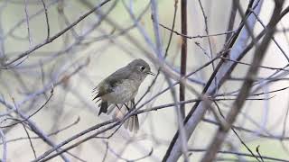 Ruby-crowned Kinglet preens and cleans by Birdy Photography 40 views 1 month ago 37 seconds