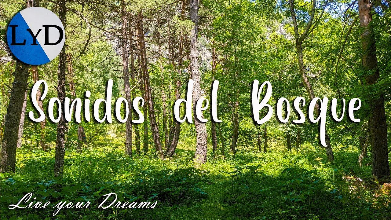Sonidos de la Naturaleza: Relajación y Meditación en el Bosque 🌲 Video ...