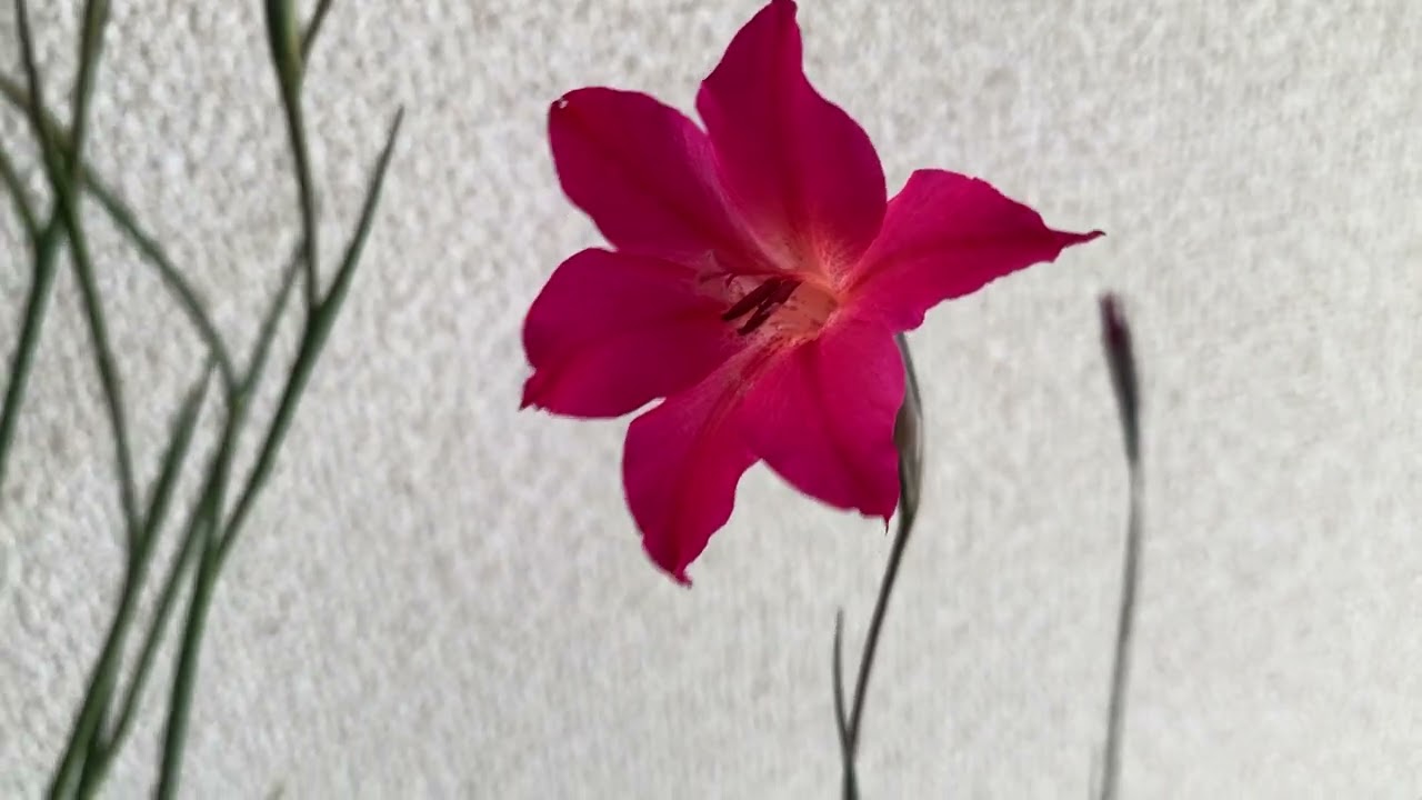 20260131 原種グラジオラス　メリディオナリスの開花