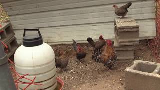 Old English Game Bantams