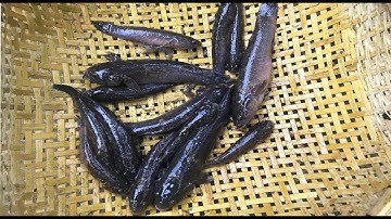 Út Đặt Lợp Bắt Cá Bóng Dừa Bằng Mồi Lạ Đễ Có Nhiều Cá Hơn | MTTL 7