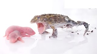 Baby frogs prey on baby hamsters【WARNING LIVE FEEDING】