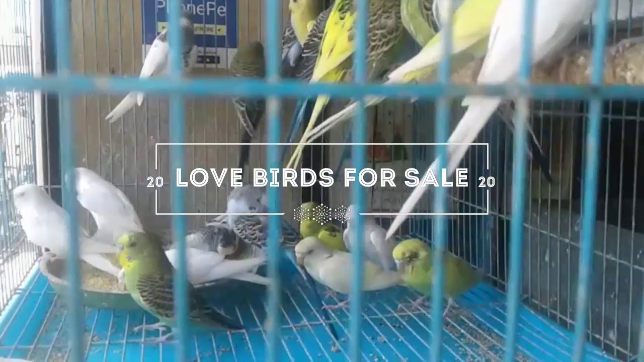 Love birds for sale in nellai YouTube