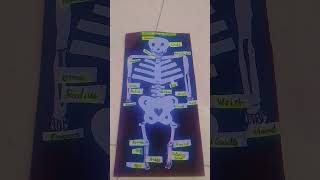 human skeletal system 😍