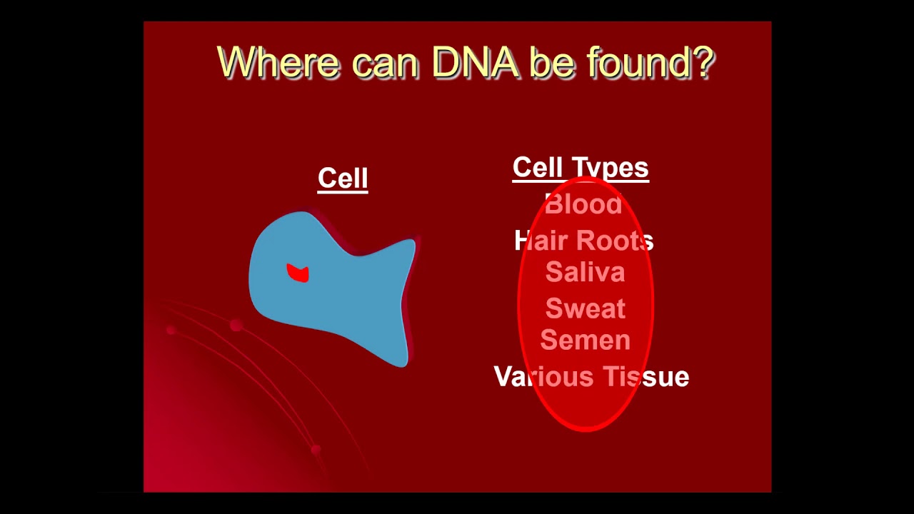 Основы ДНК для студентов-криминалистов