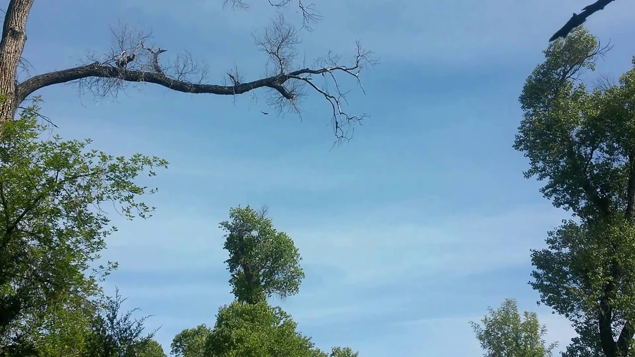 Flying and squawking birds in the trees