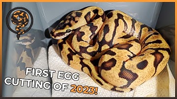 AMAZING Super Enchi Pastel Het CLOWNS in our First Ball Python Egg Cutting of 2023