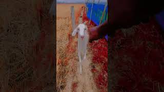 #banglavlog #ftypシ #vtubers #gta5online #yt_shorts #ytshortsvideo