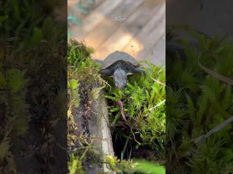Turtle feeding #usethisaudio#turtle#fyp#viral