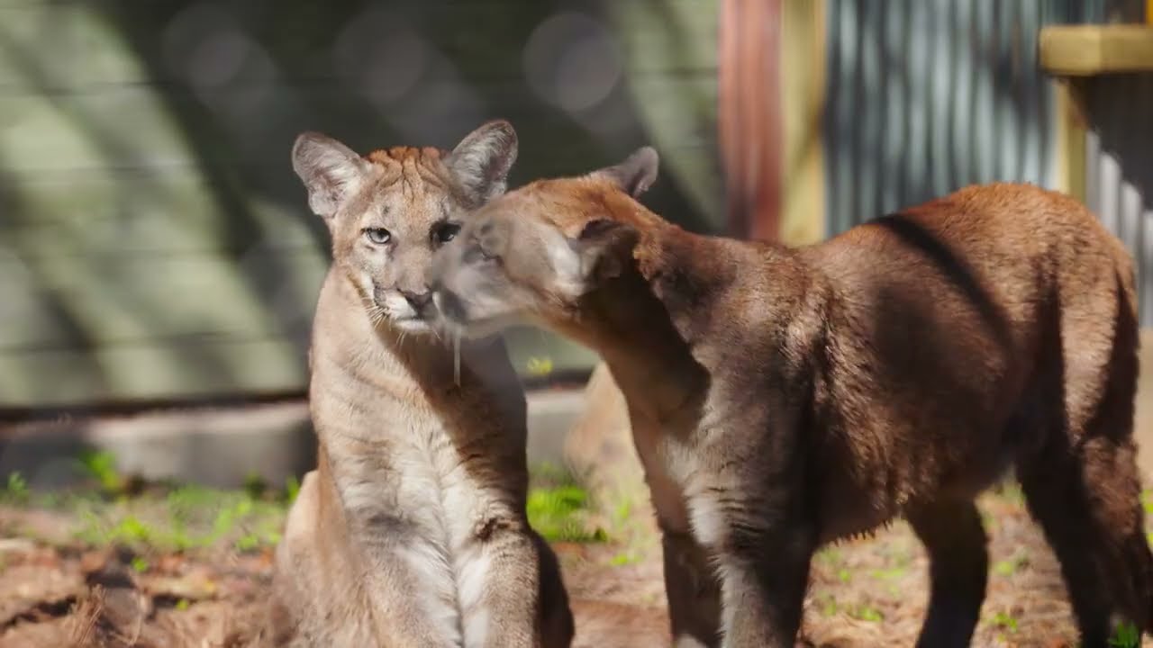 Секреты семей животных зоопарка Тампы (ОТКРЫТО)