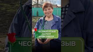 🌹 Плетистая роза Индиголетта: посадка, обзор сорта и отзыв после покупки