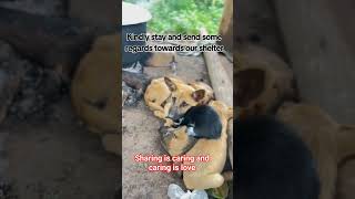 visit my PayPal link in the bio to help me to feed my shelter dogs 🐕‍🦺 and cats 🐱 with the puppies 🐶