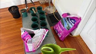 Live Stream #3 Transplanting clones of East Coast Sweet Heart, Black Soap and more!