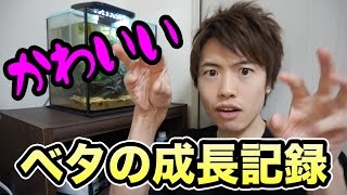 【成長記録】育ててたベタはこんな風になったぞー＼(^o^)／