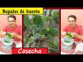 Cosecha de nopales de huerto, Suscríbete a mi canal