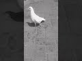 #wild birds