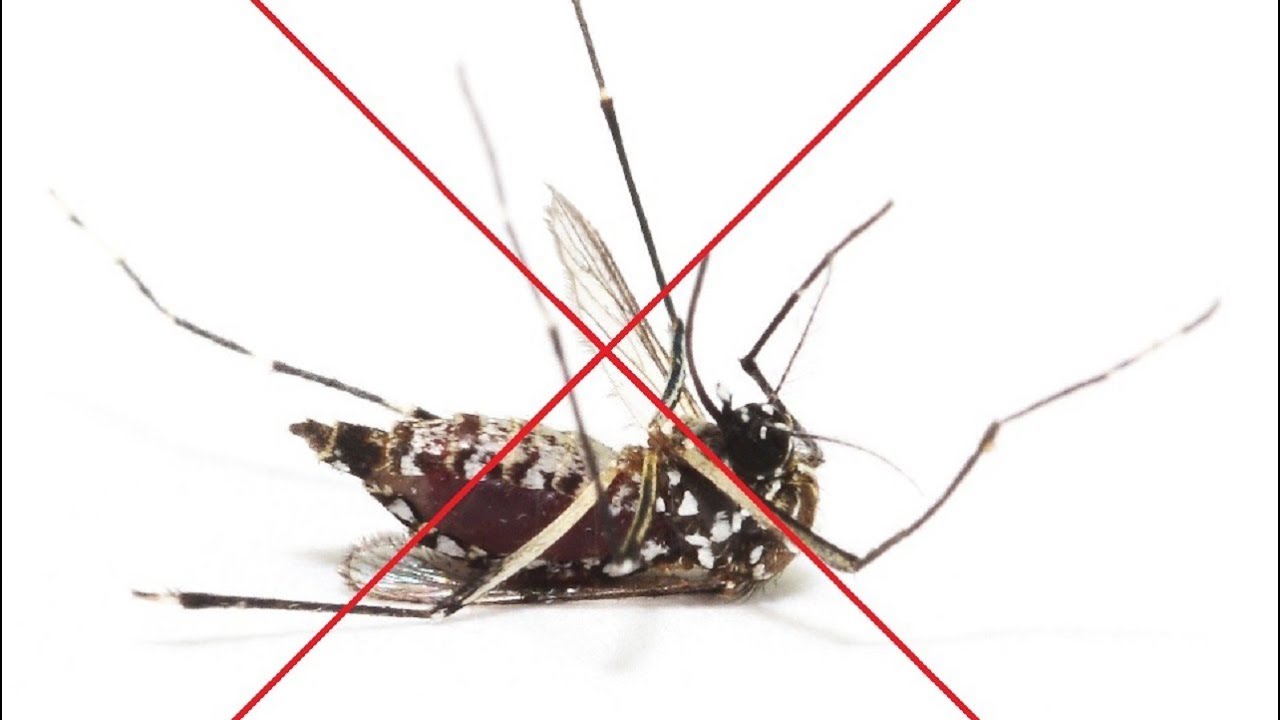 Creating A Mosquito Free Zone In Houston Texas