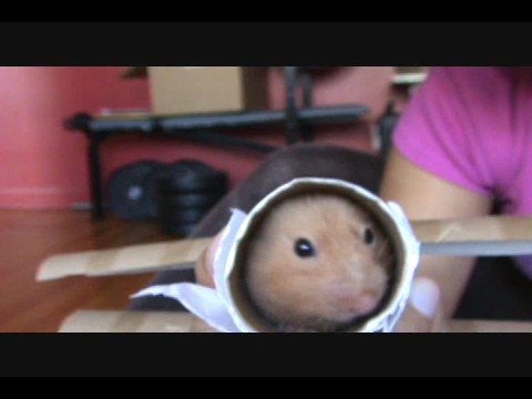 Video: Hvilken Type Hamster Bør Du Få?