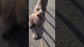 Meadow A719513 6 Year Old Female Pit Bull Terrier Abandoned & Emaciated After Just Having Puppies